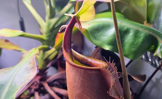 Nepenthes bicalcarata