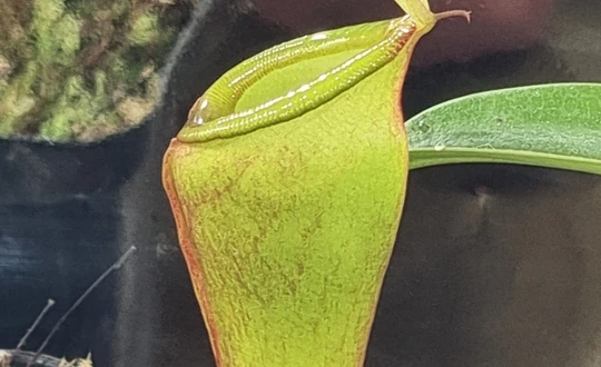 Nepenthes inermis past